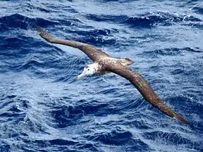 ALBATROSS OF TRISTAN
