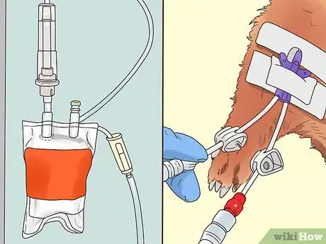 Image titled Treat Upper Respiratory Infections in Ferrets Step 5