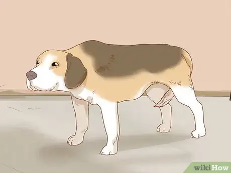 Image titled Tell if Your Dog Is Depressed Step 12