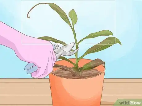 Image titled Propagate Pitcher Plants Step 2