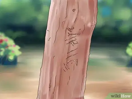 Image titled Spot Koalas Step 8