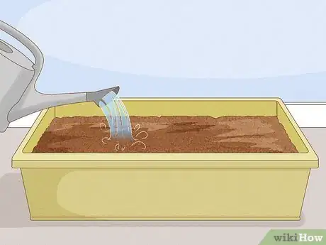 Image titled Grow Cannas Step 20