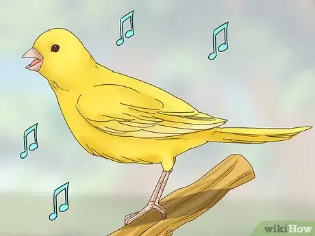 Image titled Choose a Canary Step 3