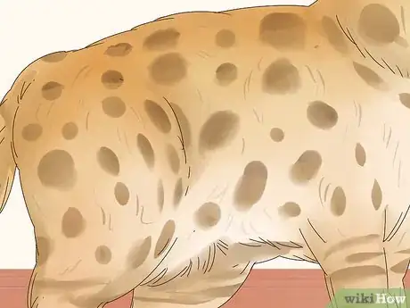 Image titled Identify a Bengal Cat Step 2