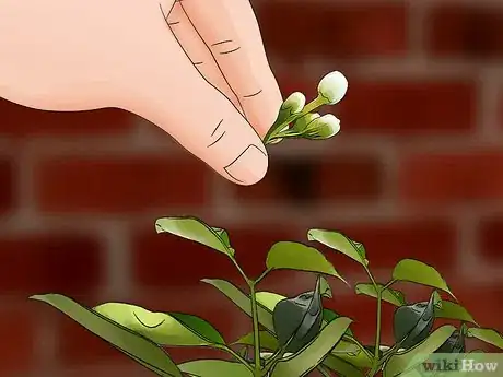 Image titled Grow Jasmine in a Pot Step 11