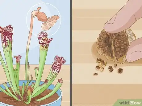 Image titled Propagate Pitcher Plants Step 14