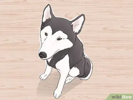 Image titled Identify an Alaskan Malamute Step 8