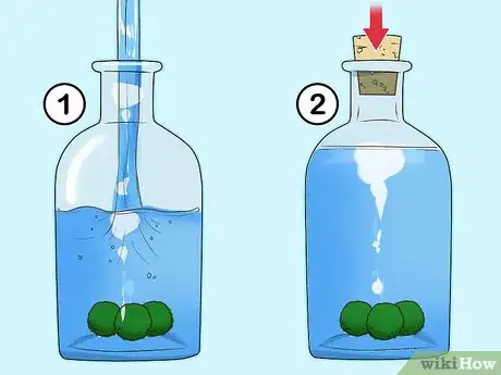 Image titled Care for Marimos Step 2