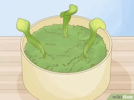 Image titled Propagate Pitcher Plants Step 21