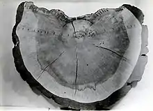 Ponderosa pine tree stump showing a cross section of growth rings and fire scars