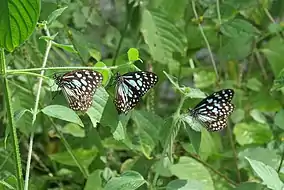 Blue tiger (Tirumala limniace) butterflies in the Gundla Brahmeswaram Wildlife Sanctuary