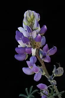 The varied lupine, Lupinus variicolor
