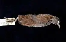 a museum skin of a small dark rail lies on a table with a label attached