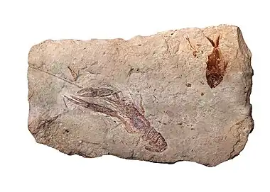 Image 55Specimen from a palaeontological site of Lebanon at Paleontology in Lebanon, by Mila Zinkova (from Wikipedia:Featured pictures/Sciences/Geology)