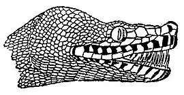 Britannica Python, Head of Boa canina.jpg