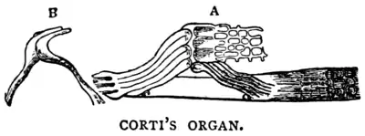 Corti's organ