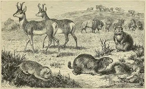 THE AMERICAN PRAIRIES, WITH CHARACTERISTIC MAMMALIA.