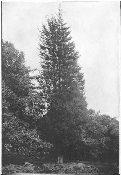 EB1911 - Fir - Plate 2-picA.jpg