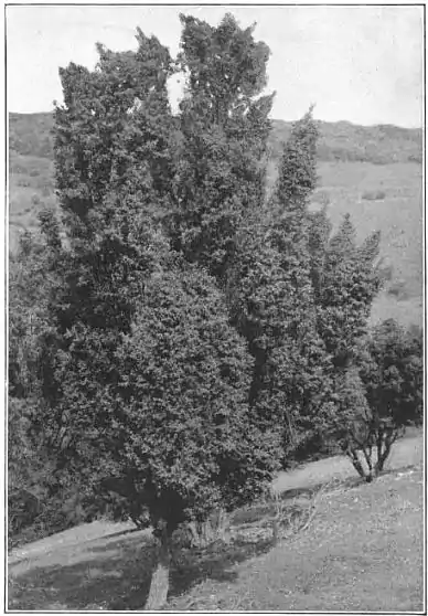 EB1911 - Fir - Plate 2-picB.jpg