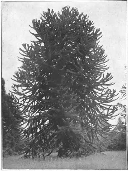 EB1911 - Fir - Plate 2-picC.jpg