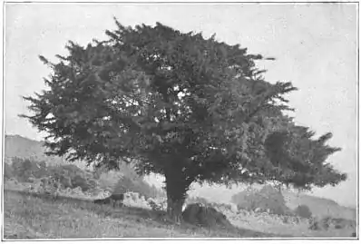 EB1911 - Fir - Plate 2-picD.jpg