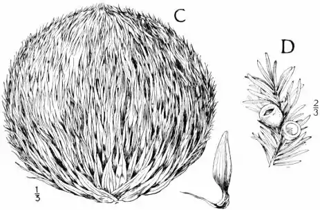 EB1911 - Fir - Plate 2-seedCD.jpg