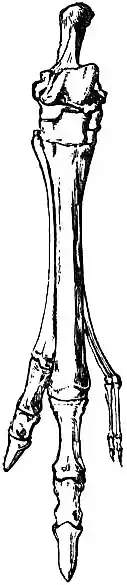 EB1911 - Kangaroo - Fig. 2.—Skeleton of right hind-foot.jpg