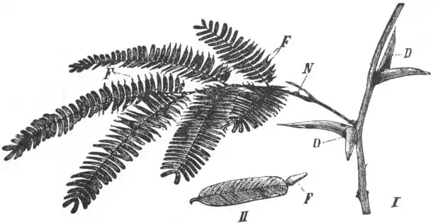 EB1911 - Leguminosae - Fig. 2.—Acacia sphaerocephala.jpg