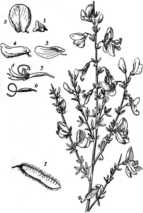 EB1911 - Leguminosae - Fig. 9.—Broom (Cytisus scoparius).jpg