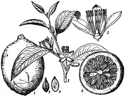 EB1911 - Lemon - Fig. 1.—Lemon—Citrus Limonum.jpg