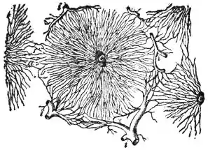EB1911 - Liver - Fig. 2.—Transverse section through the hepatic lobules.jpg