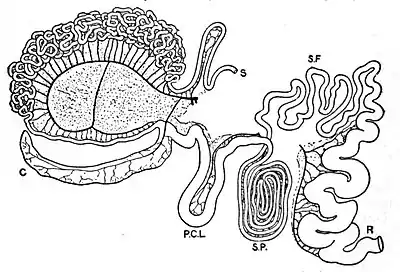 EB1911 Alimentary Canal Fig. 8.—Intestinal Tract of Giraffe.jpg