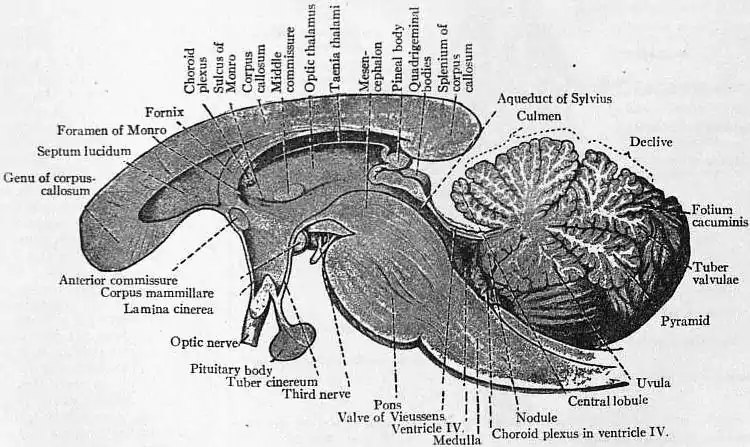 EB1911 Brain Fig. 6-Section through Corpus Callosum.jpg