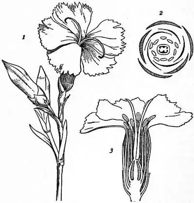 EB1911 Caryophyllaceae Fig. 2. Flowering shoot of Pink (Dianthus).jpg