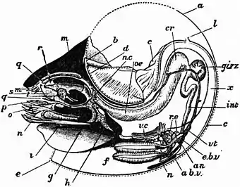 EB1911 Cephalopoda Fig. 10.— median antero-posterior section of Nautilus pompilius.jpg