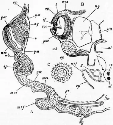EB1911 Cephalopoda Fig. 37.—Right and left sections through embryos of Loligo.jpg