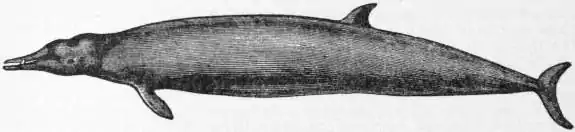 EB1911 Cetacea - Fig. 4.—Sowerby’s Beaked Whale (Mesoplodon bidens).jpg
