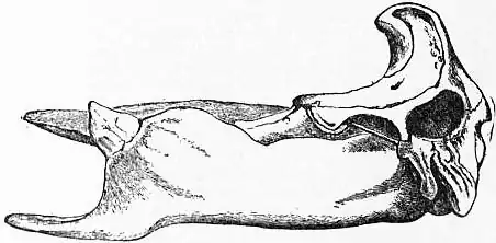 EB1911 Cetacea - Fig. 5.—Skull of a Beaked Whale (Mesoplodon densirostris).jpg
