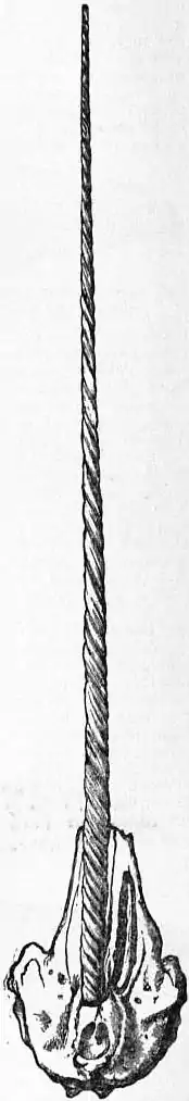 EB1911 Cetacea - Fig. 8.—Upper surface of the Skull of male Narwhal (Monodon monoceros).jpg