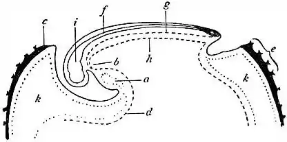 EB1911 Coelom - Fig. 4.—Developing Ovum.jpg