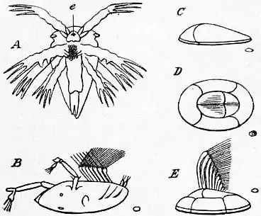 EB1911 Crustacea Fig. 13.—Early Stages of Balanus.jpg