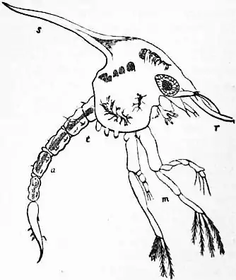 EB1911 Crustacea Fig. 14.—Zoea of Common Shore-Crab.jpg