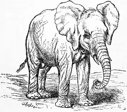 EB1911 Elephant - Fig. 2 Immature African Elephant.jpg