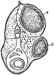 EB1911 Endospora - Transverse section of a stickle-back.jpg