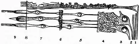 EB1911 Eye - Fig. 2.—Diagrammatic section through the retina.jpg
