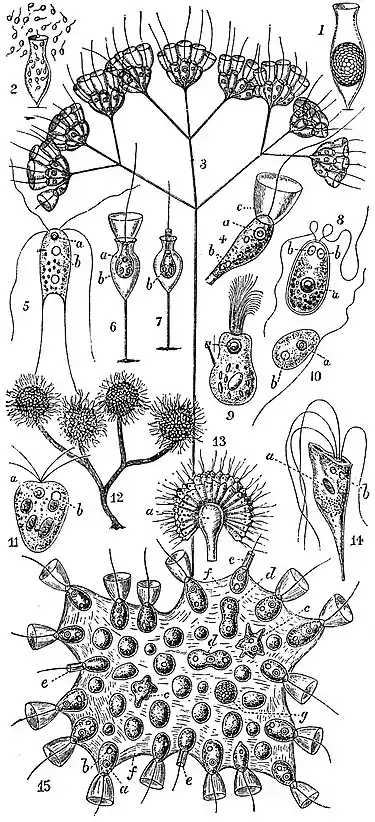 EB1911 Flagellata (2).jpg