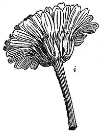 EB1911 Flower - Head of Marigold (Calendula).jpg