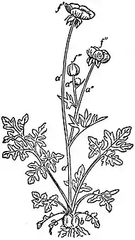 EB1911 Flower - Ranunculus bulbosus - determinate inflorescence.jpg