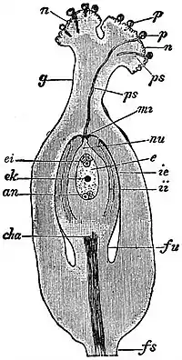 EB1911 Flower - ovary of Polygonum convolvulus.jpg
