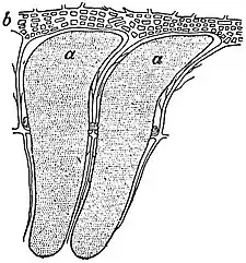 EB1911 Foraminifera - Internal cast of two chambers of Nummulites.jpg